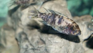 Metriaclima fainzilberi 'Lundu'